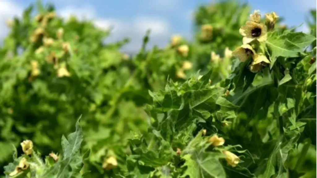 Atropa Belladonna ne işe yarar?
