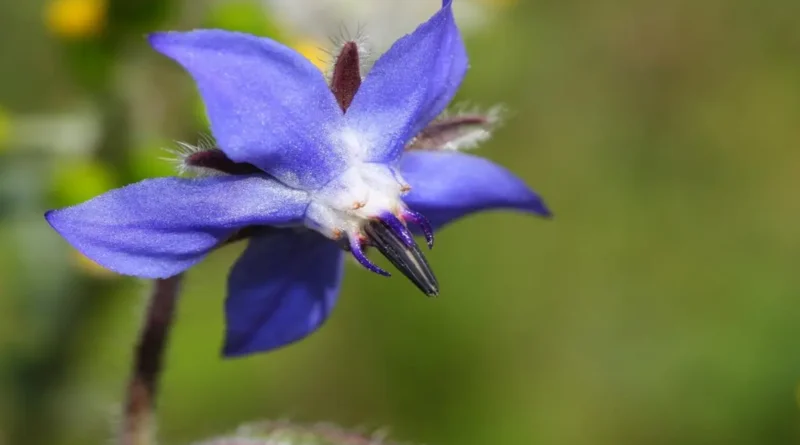 Hodan (Borago officinalis)