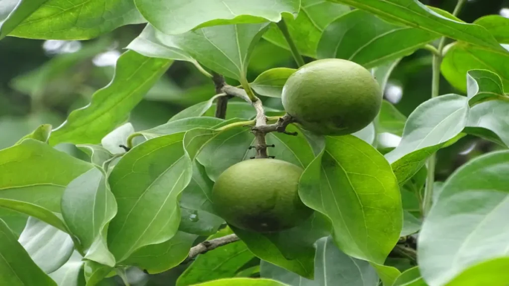 Kargabüken (Strychnos nux-vomica),