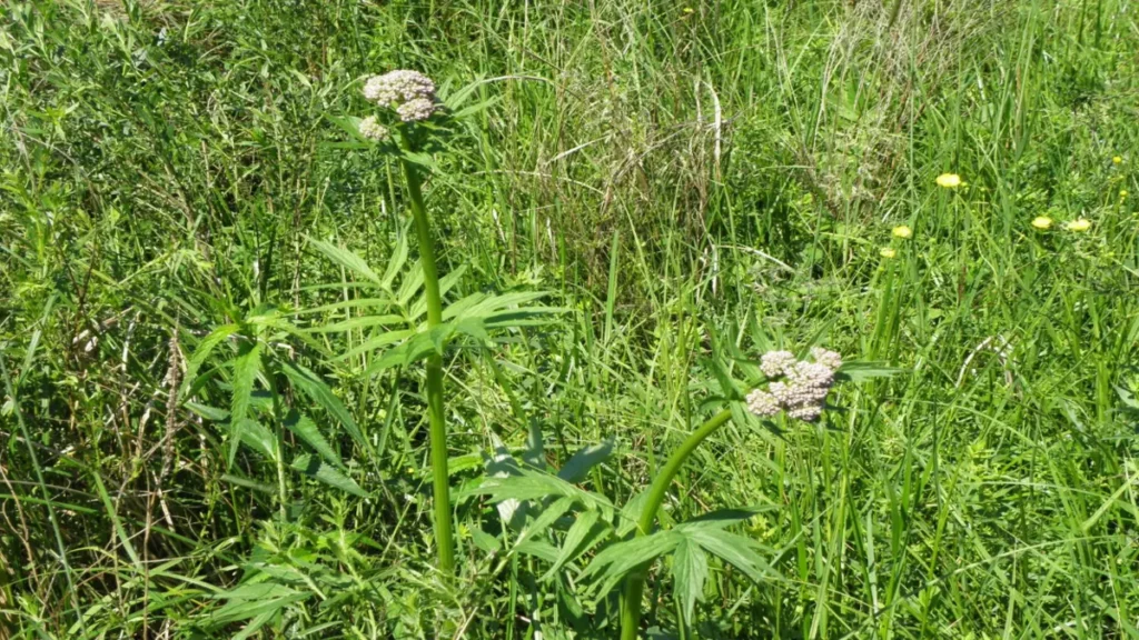 Valerian sakinleştirir mi?
