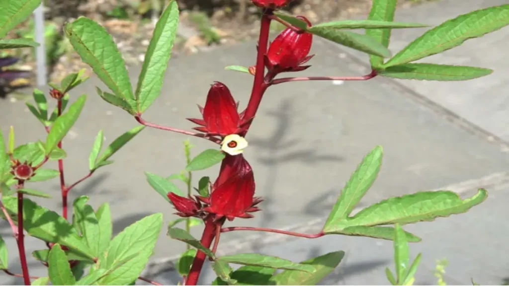 Hibiskus çayı kimler kullanamaz?
