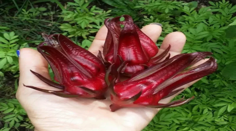 Kerkede bitkisi (Hibiscus sabdariffa),