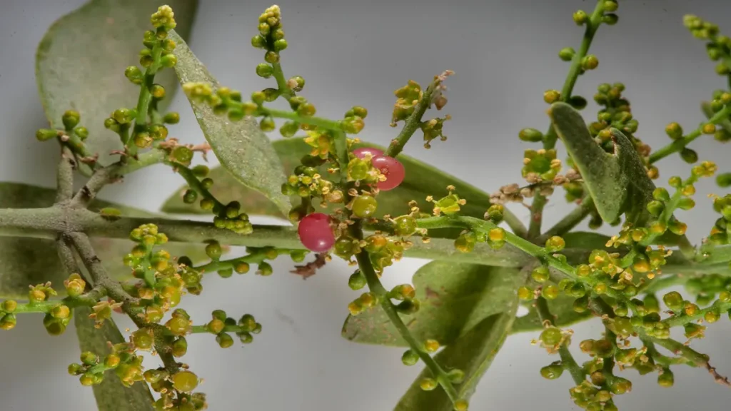 Misvak ağacı, Salvadora persica