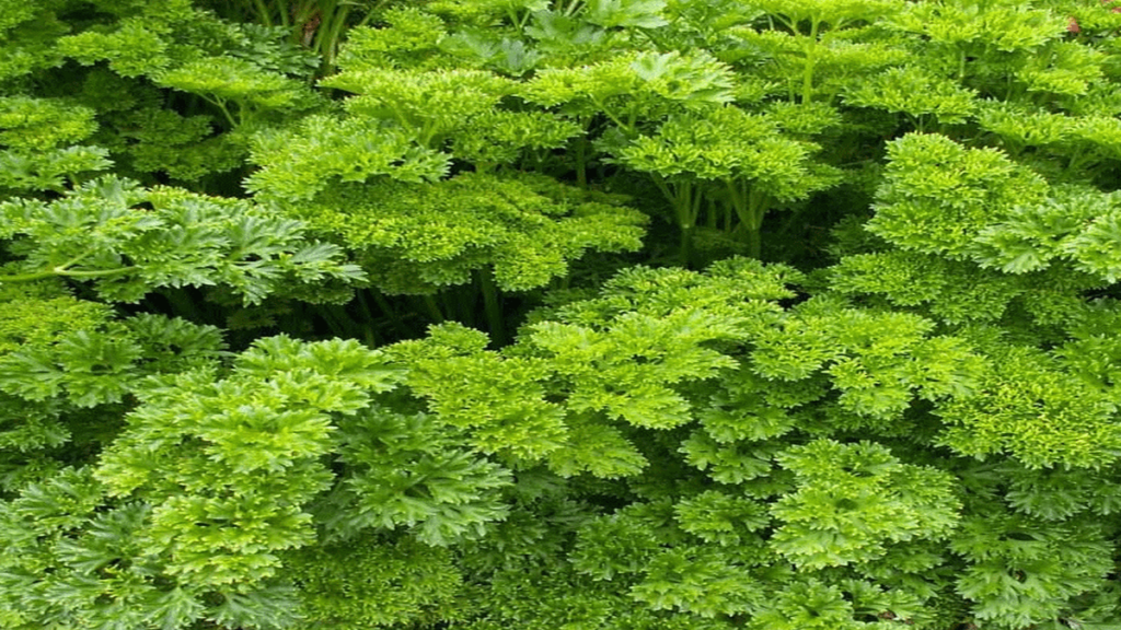 Frenk maydanozu (Anthriscus cerefolium),