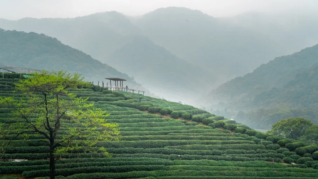 Çay bitkisi (Camellia sinensis),