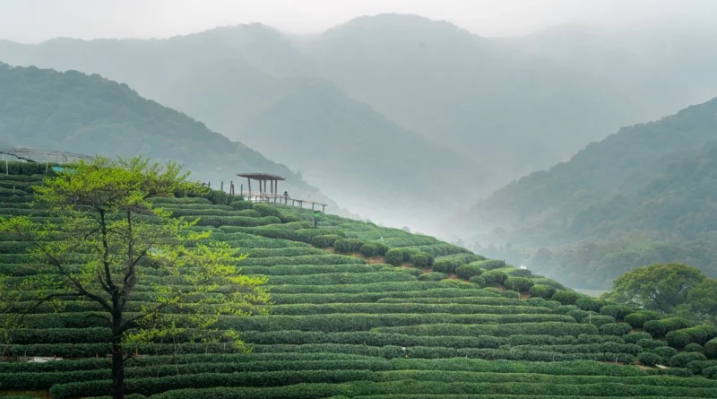 Çay bitkisi (Camellia sinensis),