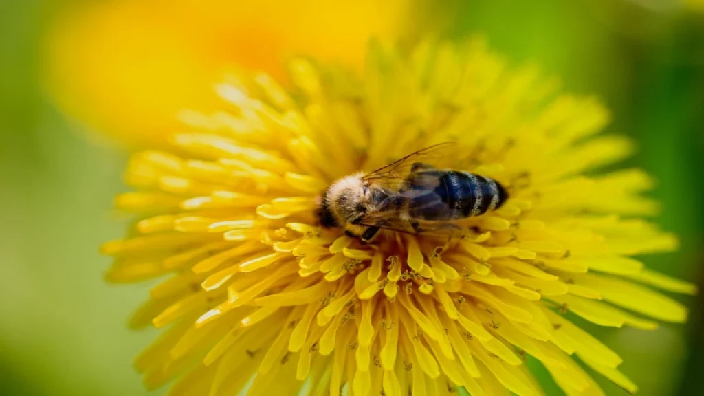 Taraxacum officinale ne işe yarar?
