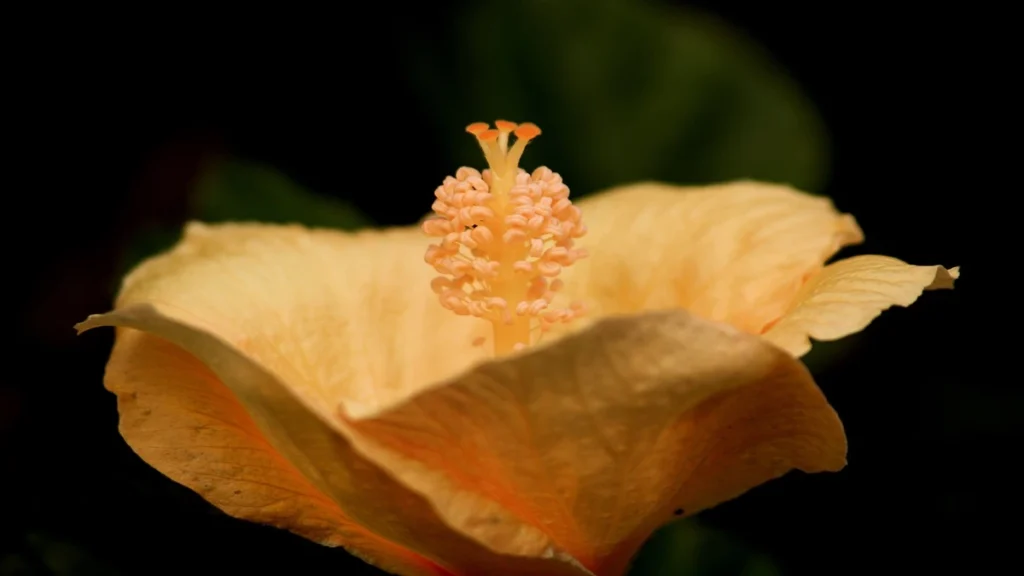 Hibiskus çayı gece içilir mi?