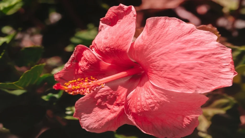 Hibiskus çayı tansiyona iyi gelir mi?