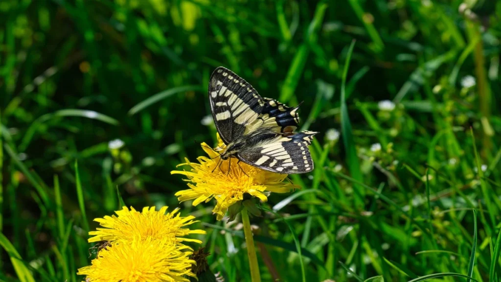 Karahindiba (Taraxacum officinale),