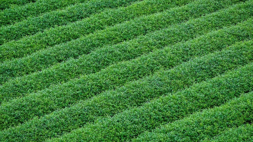 Camellia sinensis nerede yetişir?
