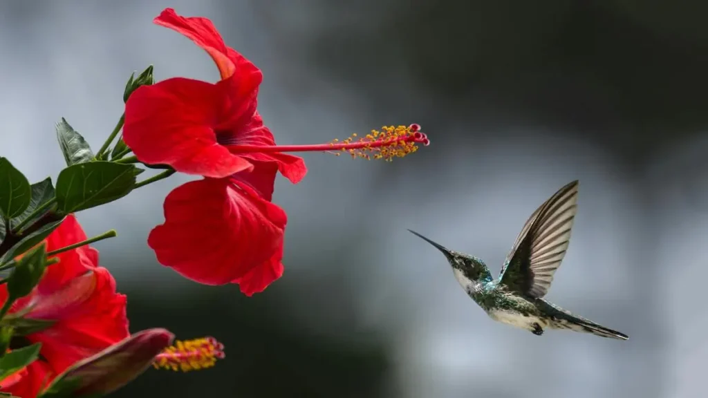 kerkede Hibiscus çiçeği