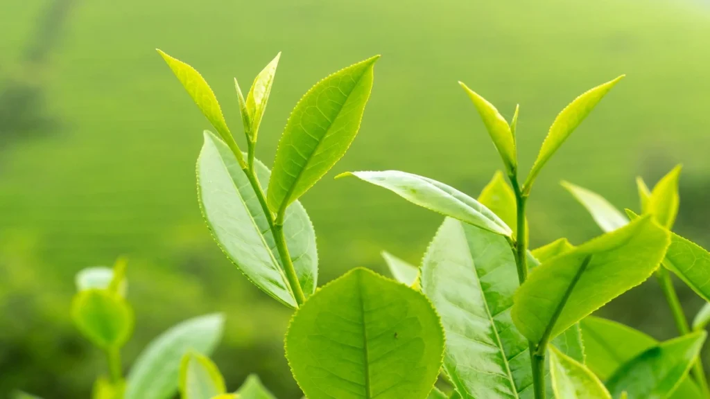 Camellia sinensis nerede yetişir?
