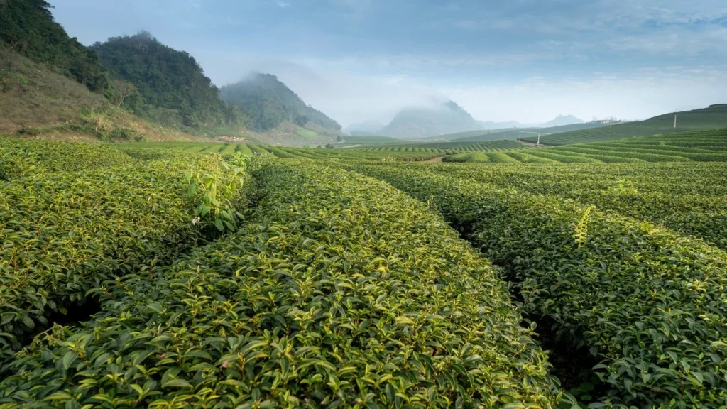 Camellia sinensis nedir ne işe yarar?
