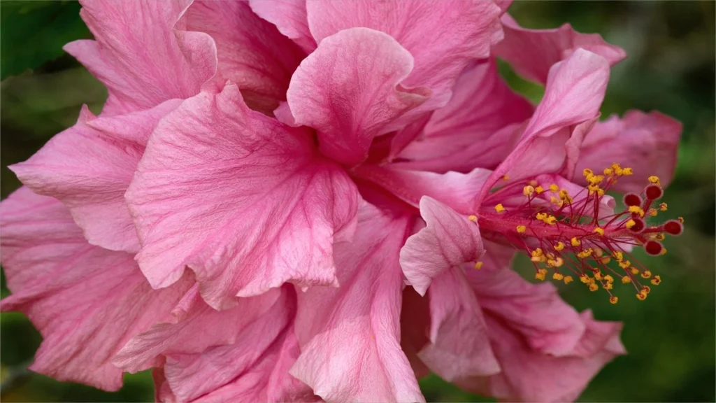 Hibiscus sabdariffa