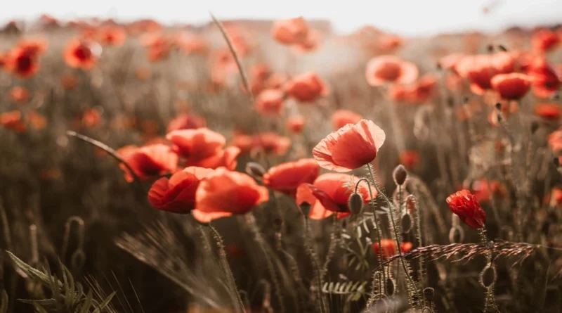 Gelincik Çiçeği (Papaver rhoeas),