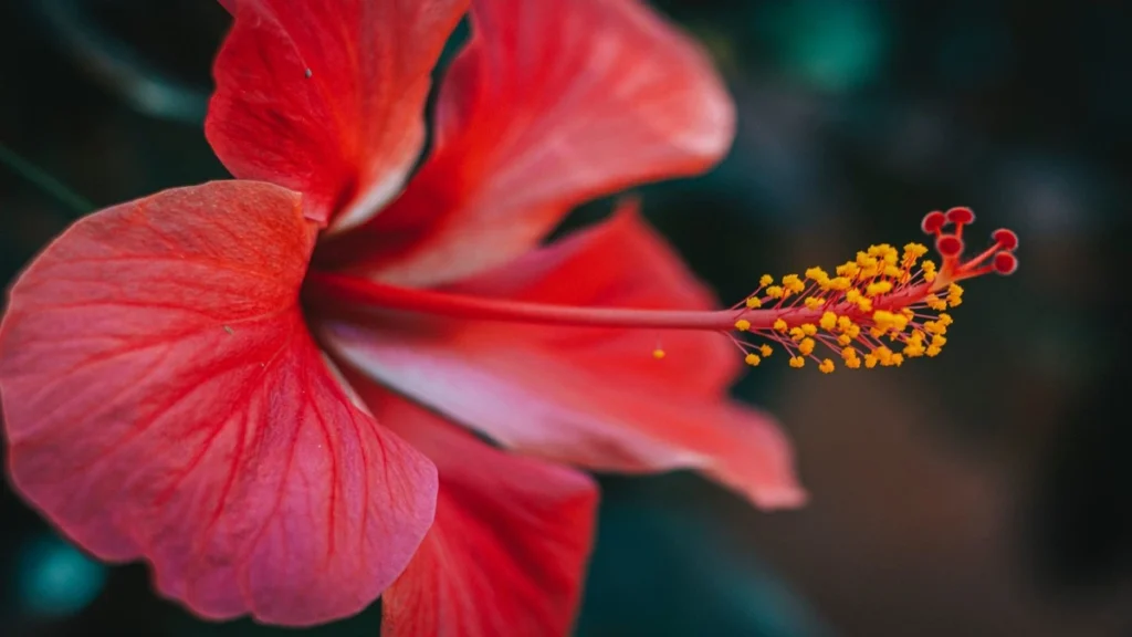 Hibiskus çayı günde kaç defa içilir?
