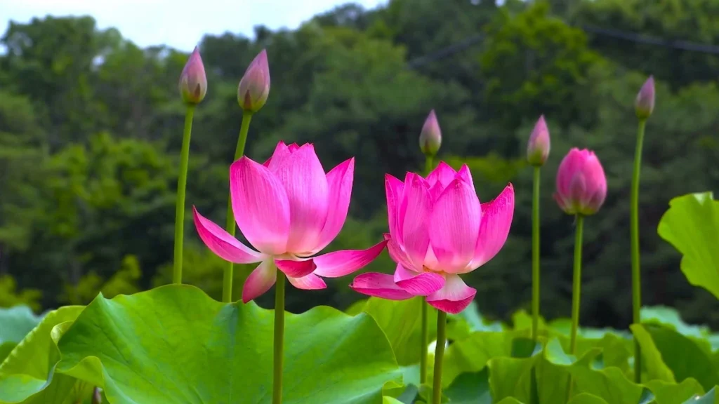 Hint lotusu (Nelumbo nucifera)