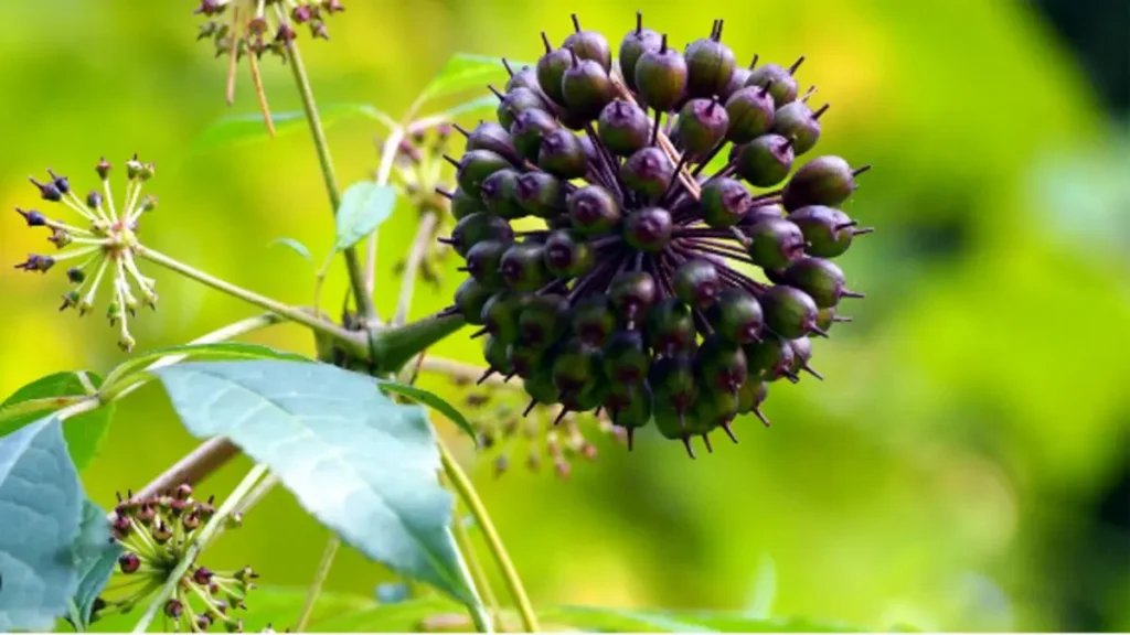 Sibirya ginseng ne işe yarar?
