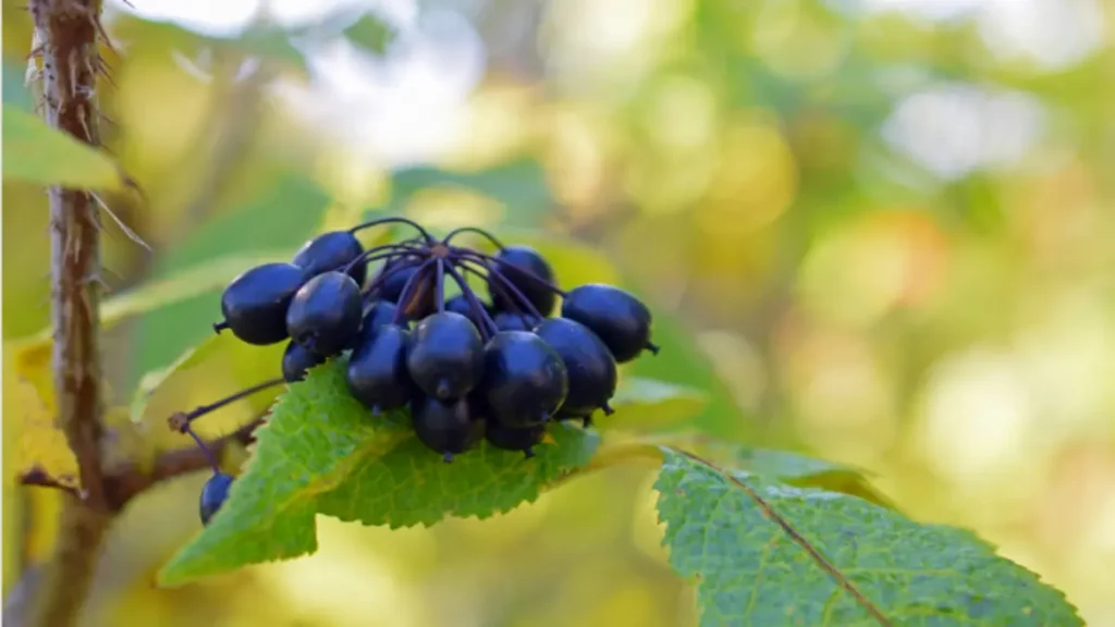 Ginseng en iyisi hangisi?