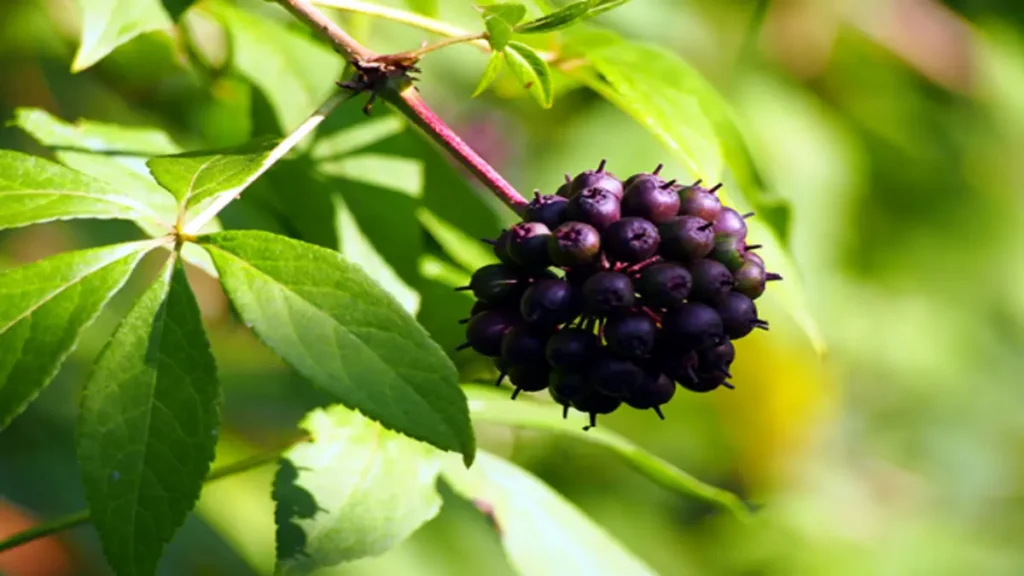 Ginseng vücutta ne işe yarar?