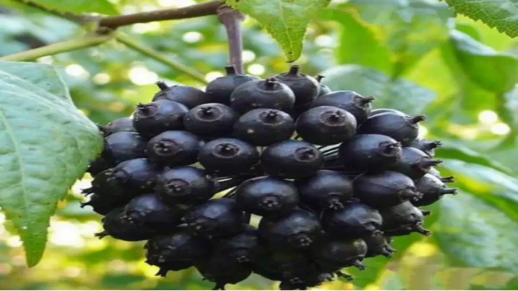 Ginseng günde ne kadar alınmalı?