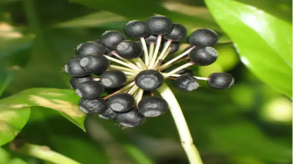 Doğal ginseng nerede bulunur?
