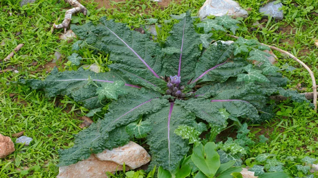 Ademotu ile adam otu aynı mı?
