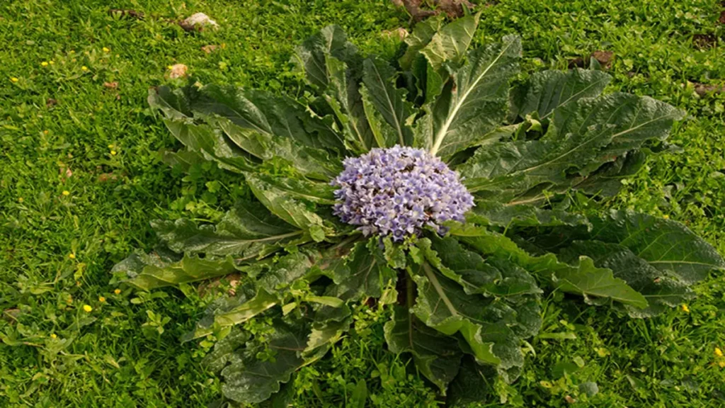 Cinsel güç artırıcı ginseng hangisi?