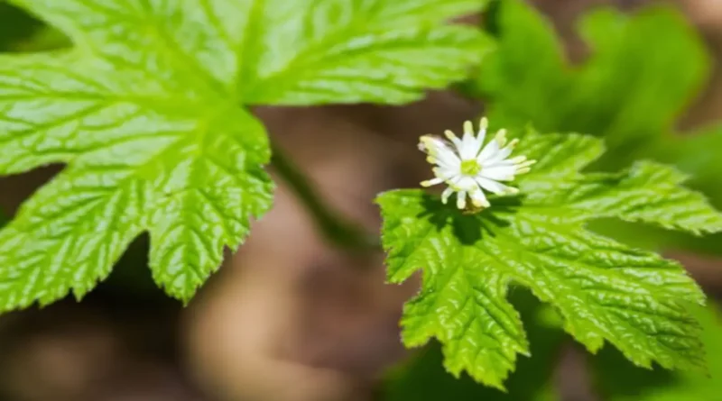 Altınmühür bitkisi (Hydrastis canadensis),