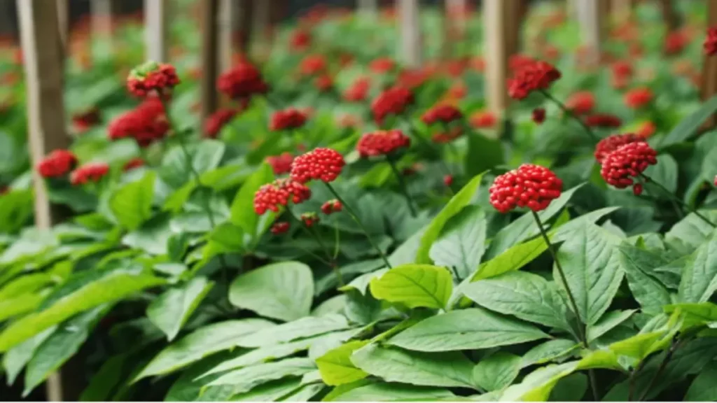 Ginseng en iyisi hangisi?