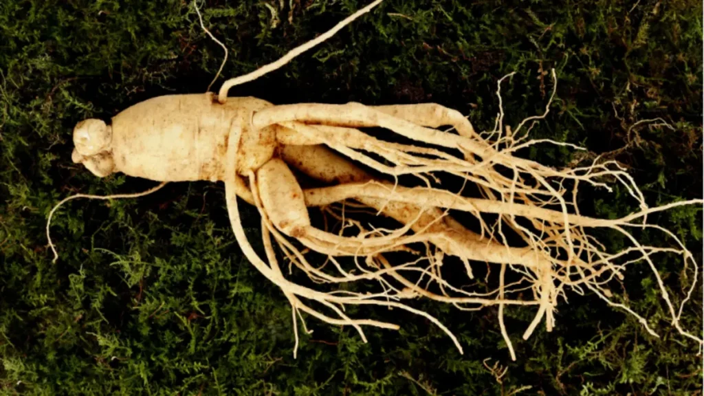 Ginseng kimler kullanamaz?