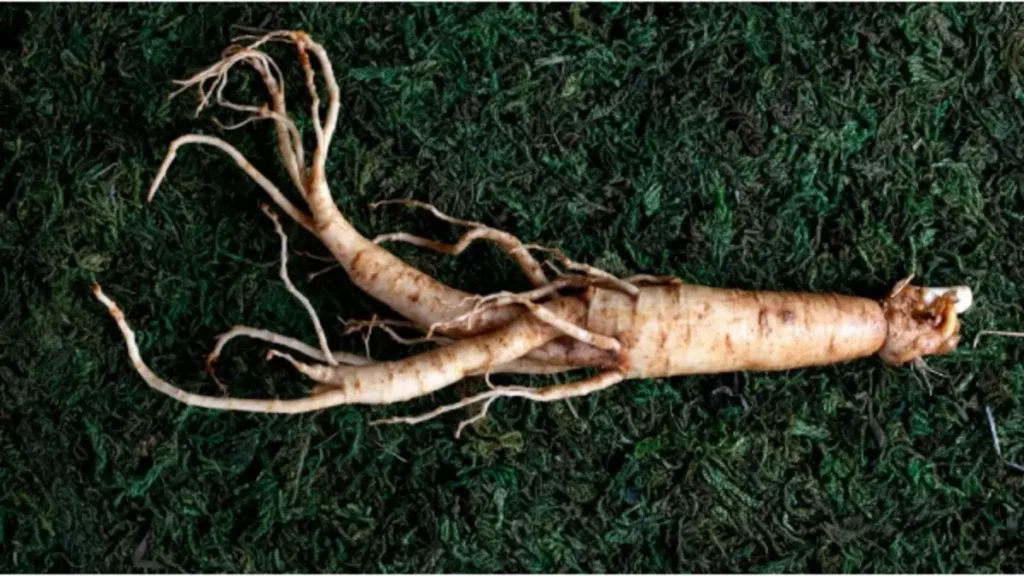 Ginseng kadınlarda ne işe yarar?
