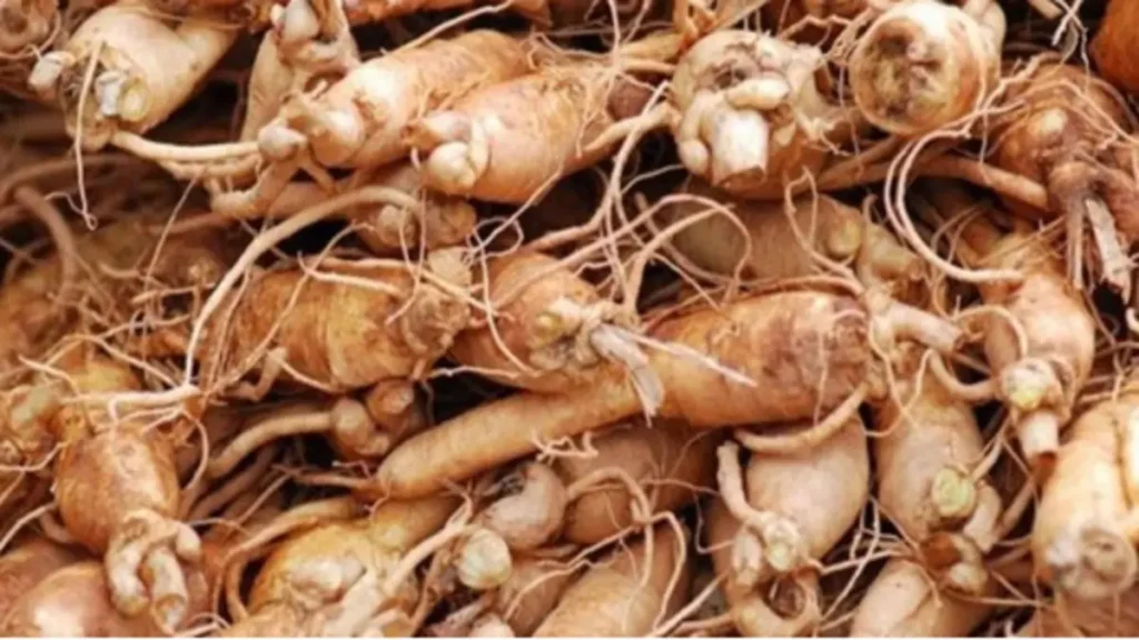 ginseng