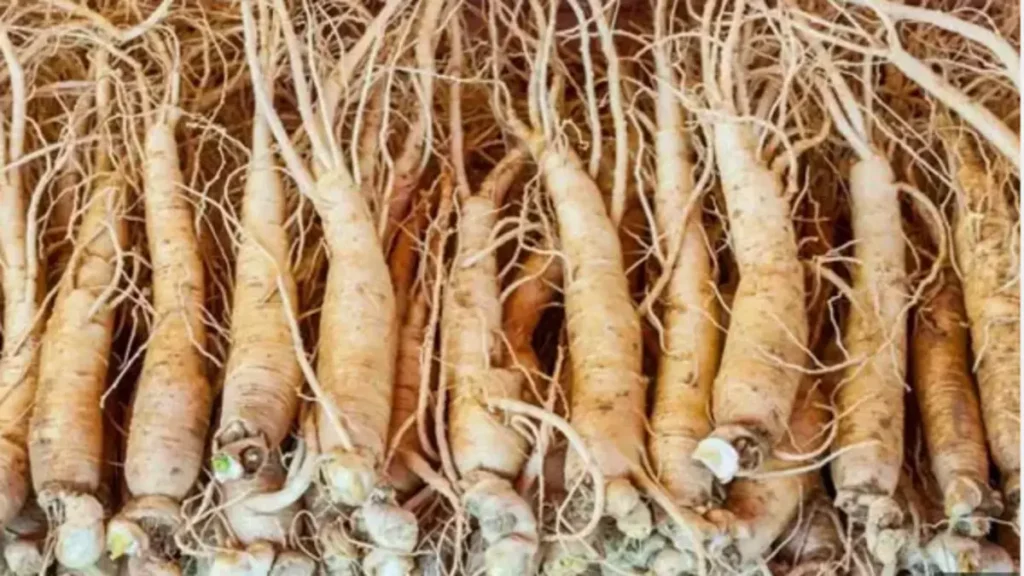 Ginseng nedir ne işe yarar?
