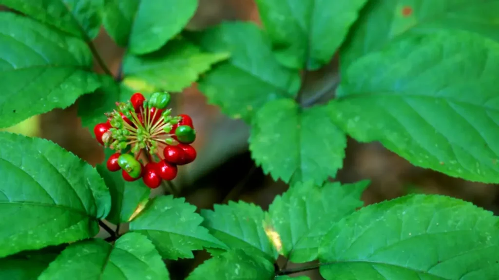 Ginseng yan etkileri nelerdir?
