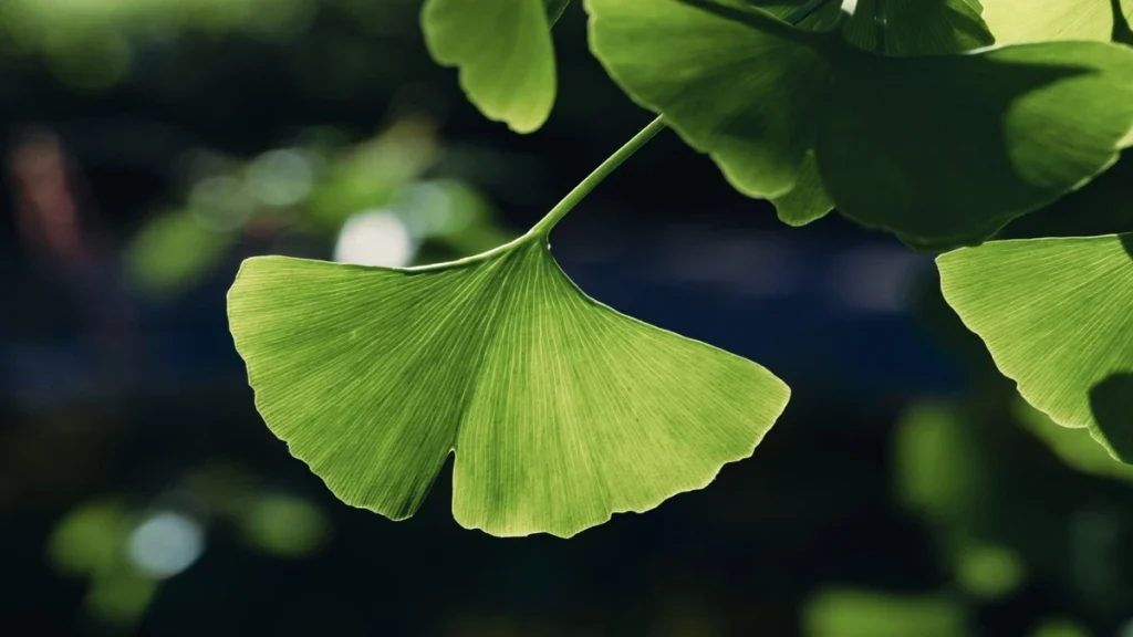 Ginkgo biloba ne zaman kullanılmalı?