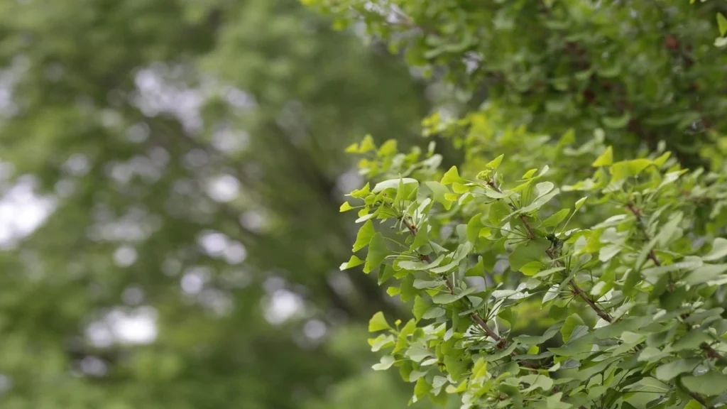 Ginkgo biloba ağacı meyvesi yenir mi?
