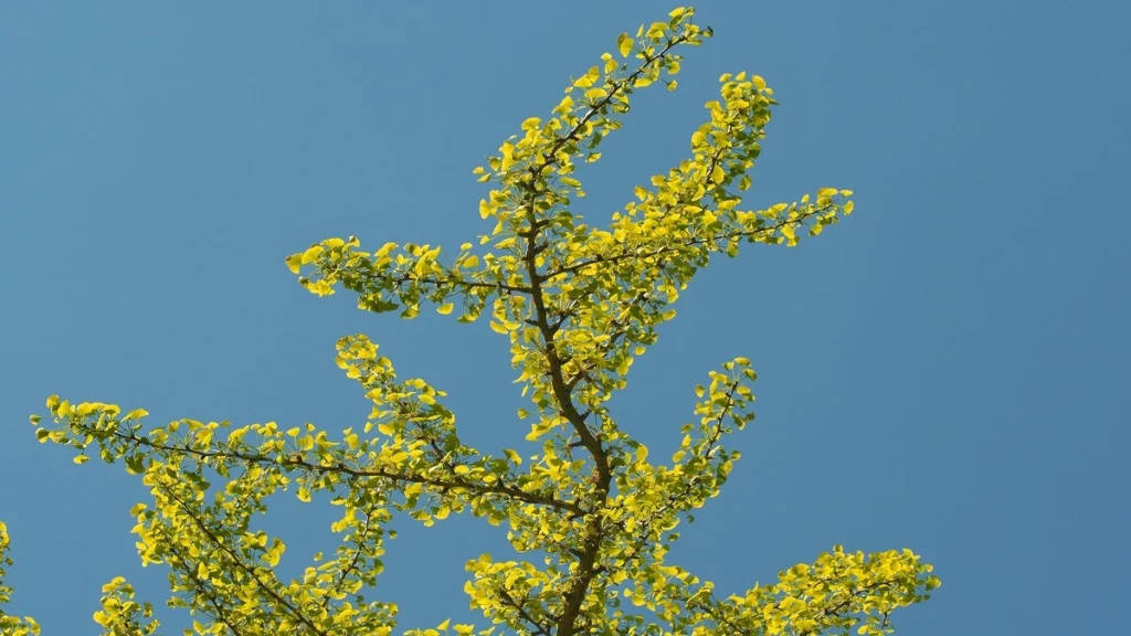 Ginkgo biloba kimler kullanamaz?