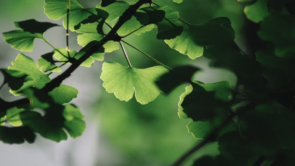 Ginkgo biloba hangi ilaçlarla kullanılmaz?
