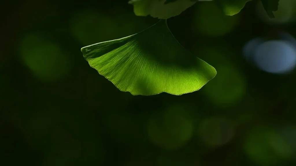 Ginkgo biloba ne işe yarıyor?