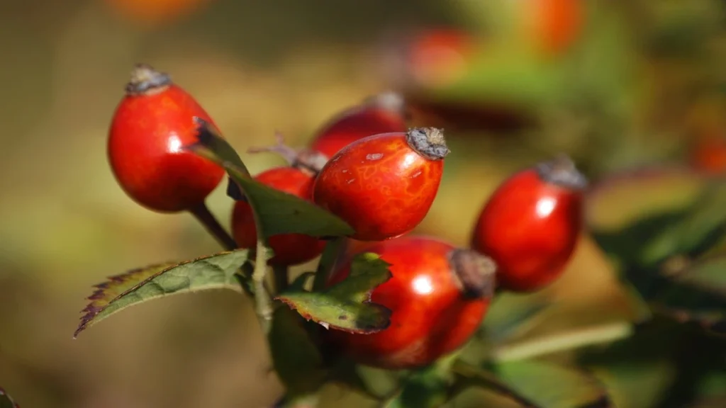 Kuşburnu (Rosa canina)