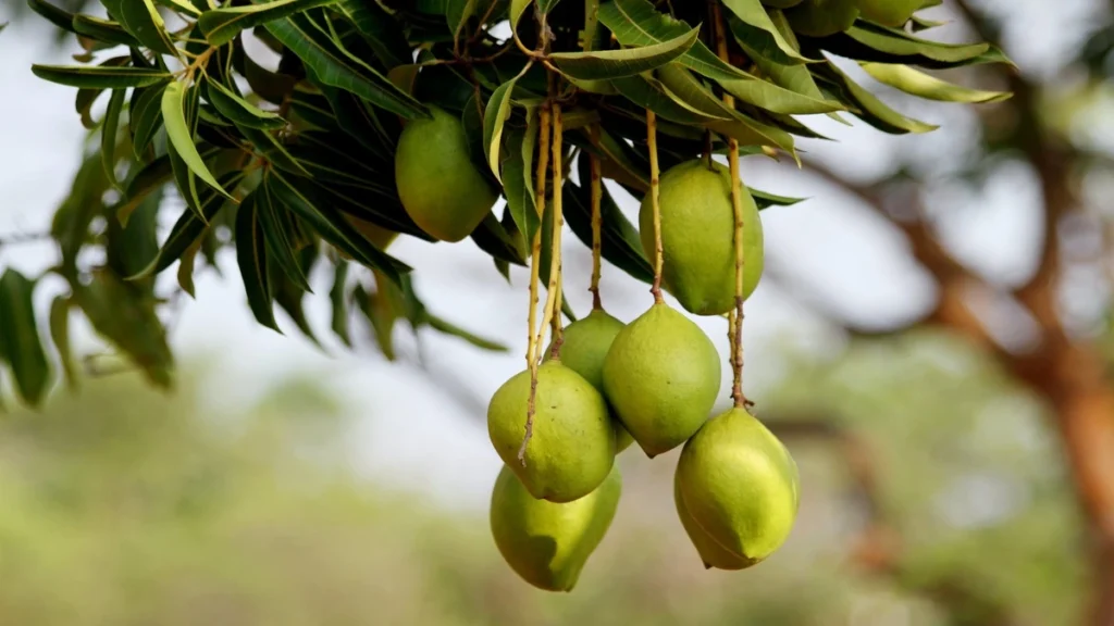 Mango nasıl kullanılır?
