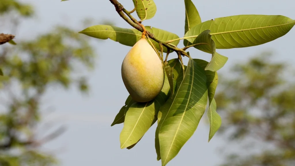 Mango hangi hastalığa iyi gelir?
