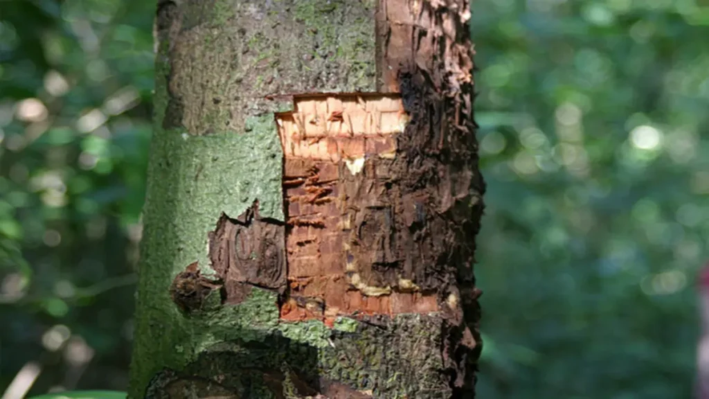 Saigon tarçını (Cinnamomum loureiroi)