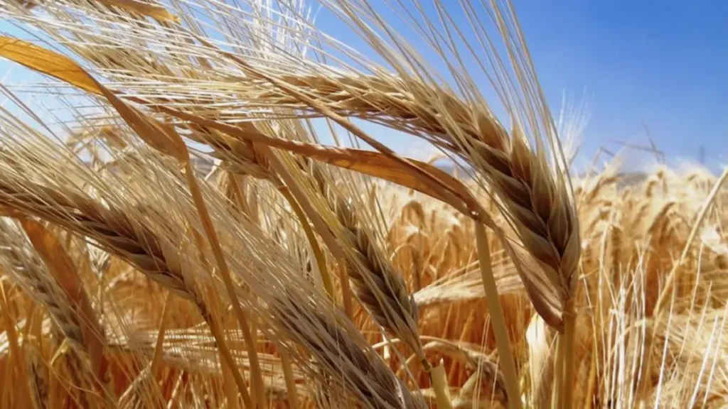 arpa sirkesinin sağlık faydaları