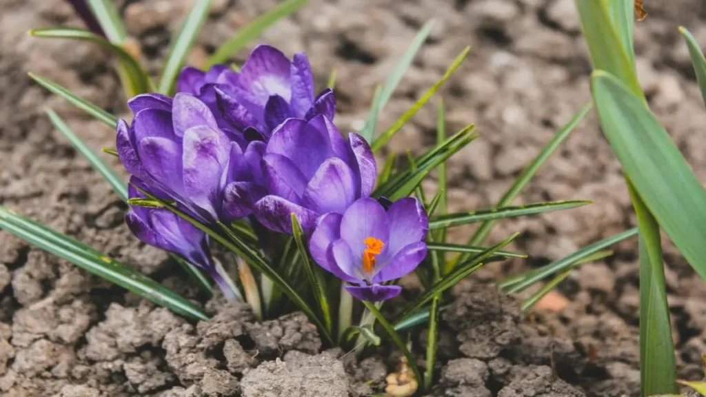 Safranın vücuda ne faydası var?
