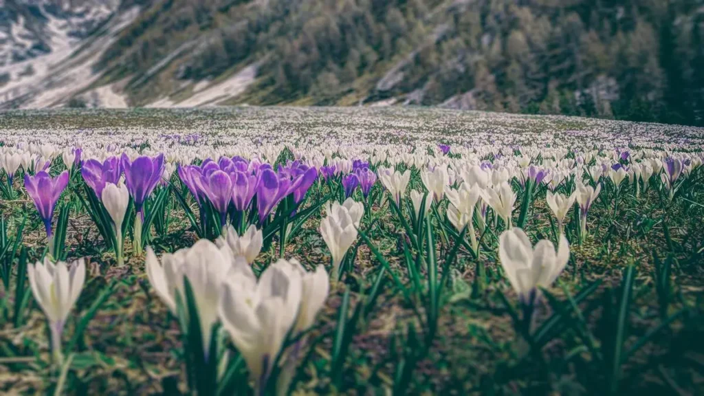 safranın cilde faydaları